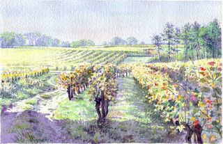 Vignoble1